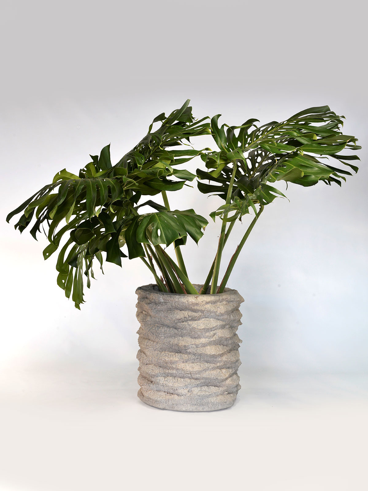 Palm Stump Planter 